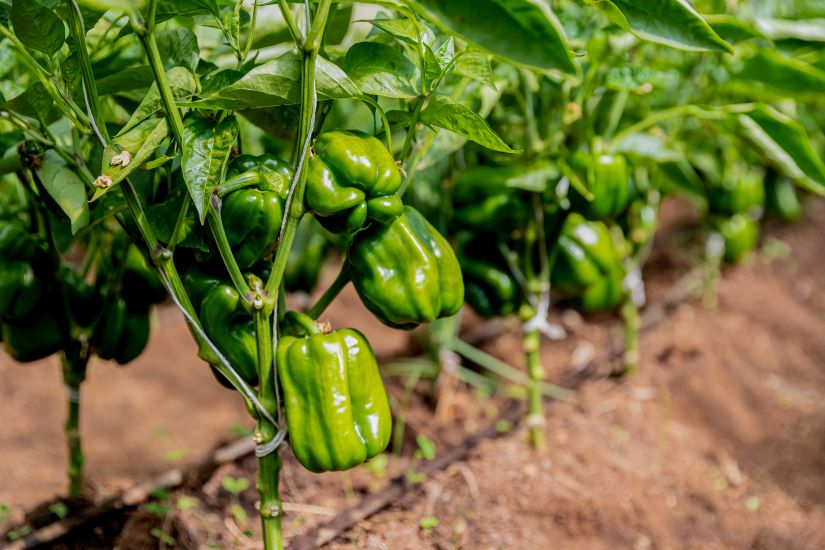 Amani Kesho Farm produces premium-grade bell peppers (capsicum) year-round using advanced greenhouse and hydroponic systems. Our produce is carefully cultivated, harvested at peak ripeness, and graded to meet the quality standards of both local commercial buyers and international export customers.