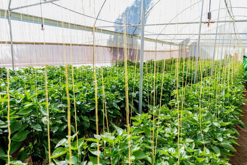Welcome to Amani Kesho Where sustainable agriculture meets innovation, cultivating healthy harvests, thriving communities, and a greener future. Amani Kesho Farm is an agricultural venture redefining what modern farming looks like in Kenya. We specialise in the cultivation of high-quality bell pepper (capsicum) — a high-value crop with growing demand both locally and across East Africa. Amani Kesho Investments Limited is a modern agricultural enterprise redefining sustainable farming in Kenya. We specialise in the cultivation of premium quality produce, high value crops with growing demand across local and East African markets.