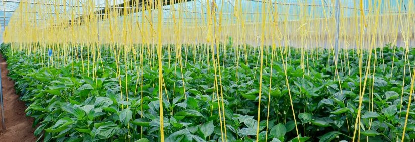 capsicum-growth-in-amani-kesho-farm- Amani Kesho Farm is an agricultural venture redefining what modern farming looks like in Kenya. We specialise in the cultivation of high-quality bell pepper (capsicum) — a high-value crop with growing demand both locally and across East Africa.