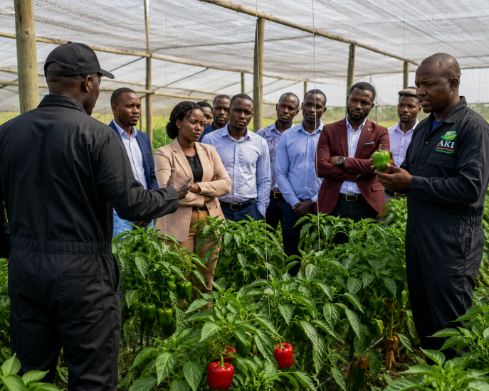 Amani Kesho Farm's practical training programme equips Kenyan farmers with the modern greenhouse and hydroponic skills needed to grow premium capsicum — and build profitable, resilient agricultural businesses.