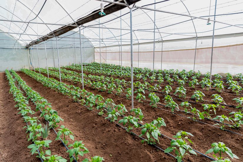 Where sustainable agriculture meets innovation, cultivating healthy harvests, thriving communities, and a greener future. Amani Kesho Investments Limited was founded with a clear and purposeful vision: to demonstrate that modern, technology driven agriculture can thrive sustainably in Kenya while maintaining the highest standards of produce, quality, and community impact. Located Nairobi, the farm is positioned in one of Kenya’s most agriculturally productive regions, an area rich in farming potential, yet where precision and technology led agriculture remain largely underutilised.